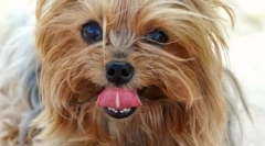 Dekorativni psi: različne skale majhnih prijateljev